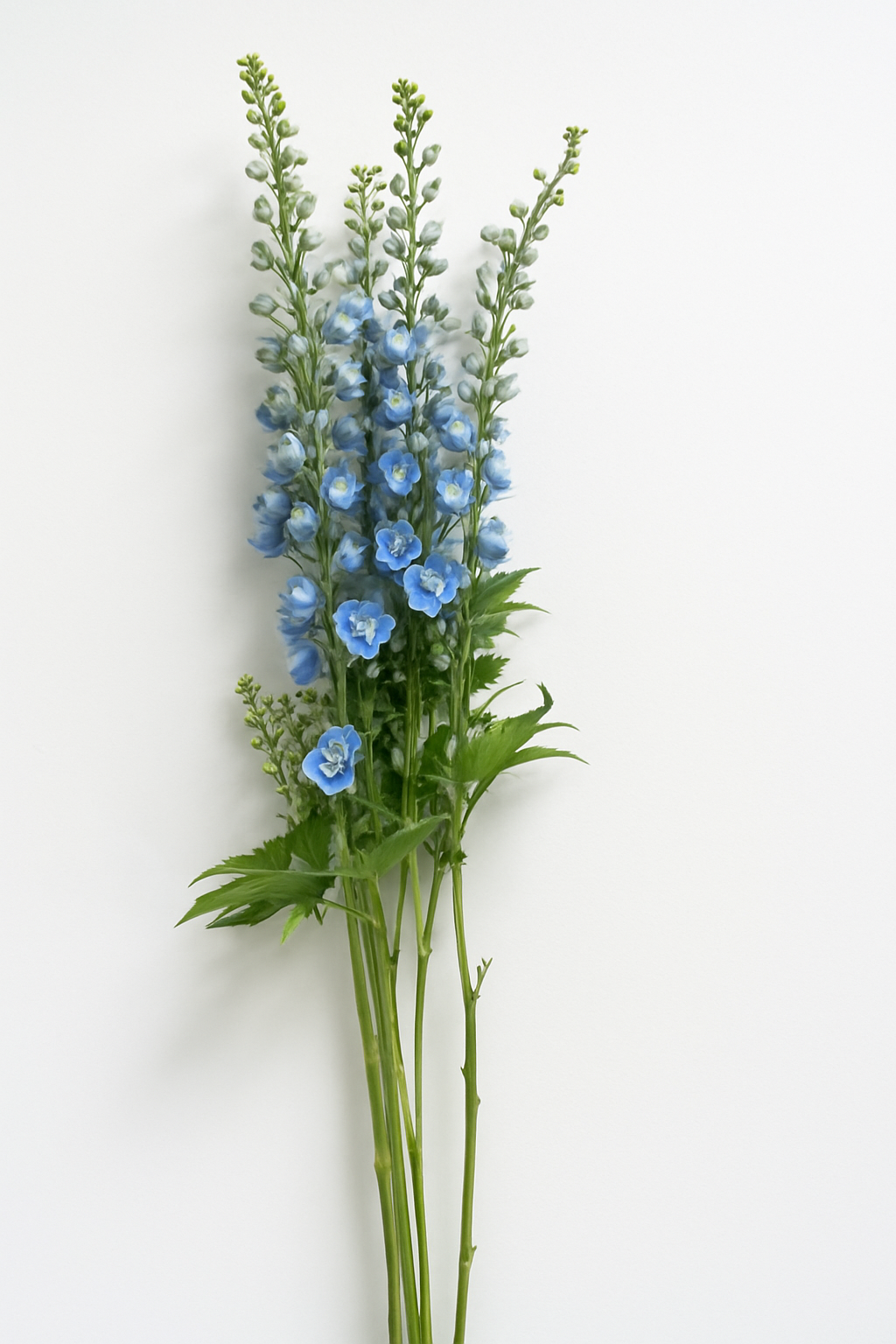 Espuela de caballero