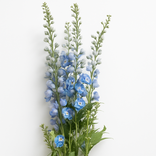 Espuela de caballero