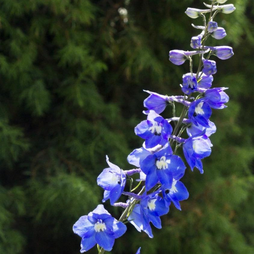 Espuela de caballero